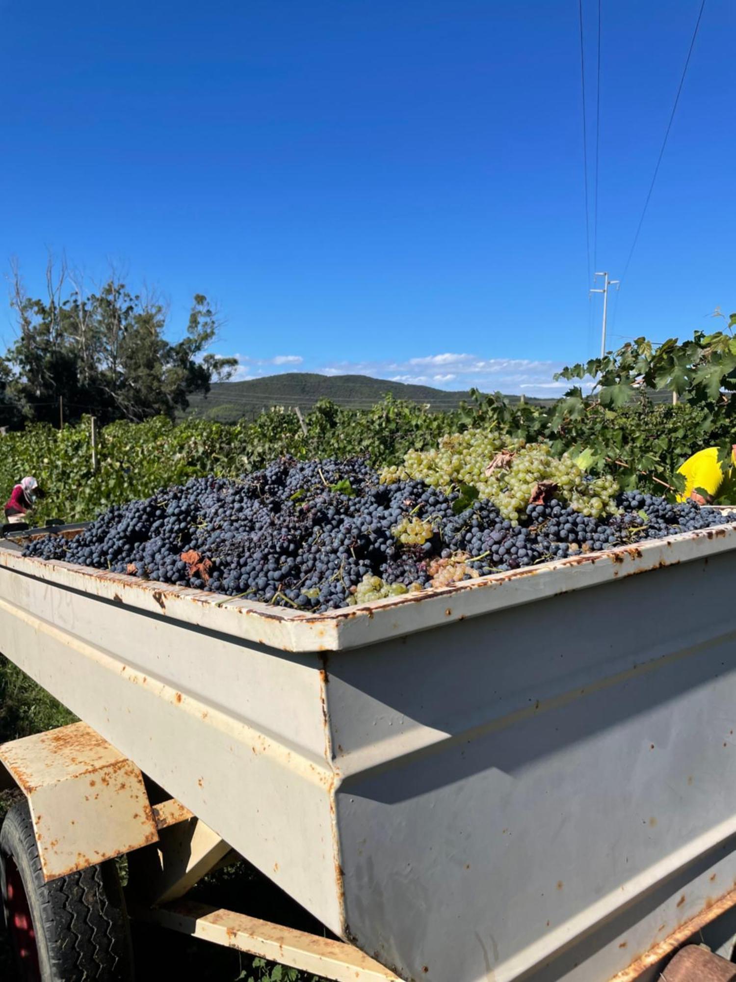 Agriturismo Podere Valdo Джаворано Екстериор снимка